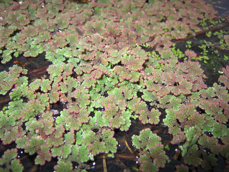 Azolla filiculoides